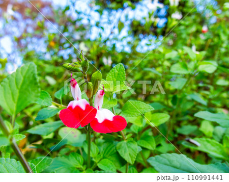 赤と白のかわいいチェリーセージ ラブリーなホットリップスの花 赤と白のかわいいチェリーセージ ラブリーなホットリップスの花 110991441