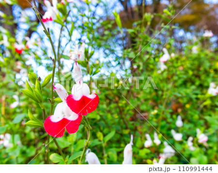 赤と白のかわいいチェリーセージ ラブリーなホットリップスの花 赤と白のかわいいチェリーセージ ラブリーなホットリップスの花 110991444