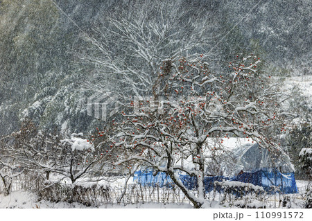 残り柿 残り柿 110991572