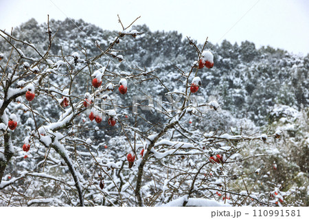 残り柿 110991581