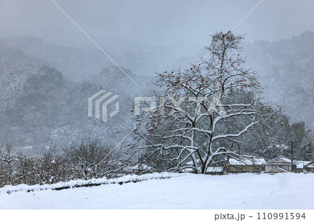 残り柿 残り柿 110991594