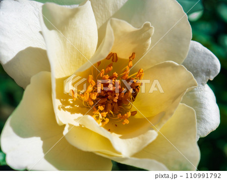 白色と黄色の薔薇の花 110991792