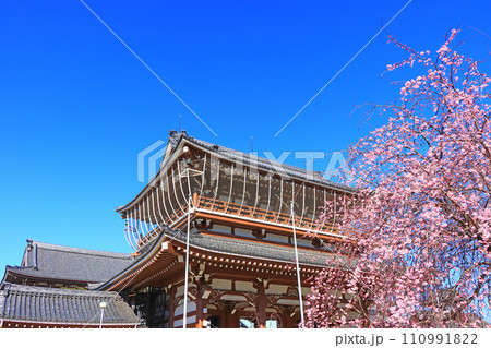 愛知県名古屋市、東別院山門と桜の風景 110991822