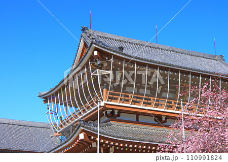 愛知県名古屋市、東別院山門と桜の風景 愛知県名古屋市、東別院山門と桜の風景 110991824