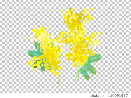 水彩風のミモザのイラスト 110991987