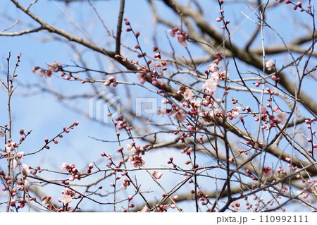 沢山のツボミと咲き始めた梅の花 110992111