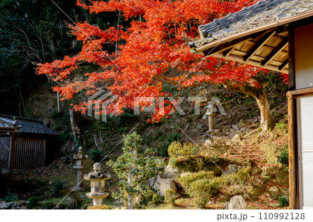 滋賀県大津市坂本の西教寺　客殿庭園と紅葉 110992128