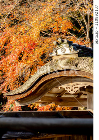滋賀県大津市坂本の西教寺　客殿の御門と紅葉 110992137