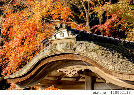 滋賀県大津市坂本の西教寺 客殿の御門と紅葉 滋賀県大津市坂本の西教寺 客殿の御門と紅葉 110992138