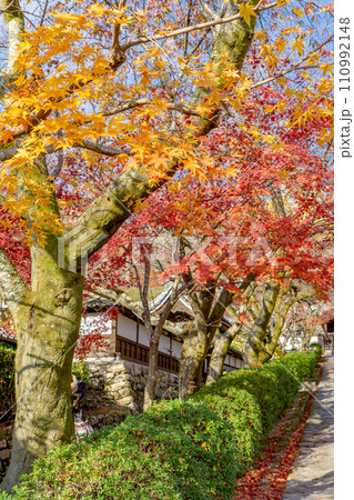 滋賀県大津市坂本の西教寺　もみじ参道 110992148