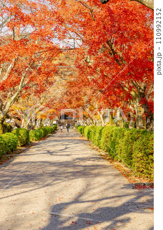 滋賀県大津市坂本の西教寺　もみじ参道 110992152