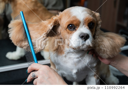 Groomer combing Cavalier King Charles Spaniel in grooming salon.  110992264
