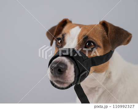 Jack Russell Terrier dog in a rag muzzle on a white background. Copy space.  110992327