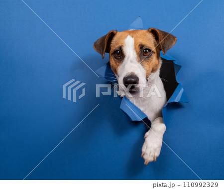 Funny dog jack russell terrier climbs out of a paper blue background breaking a hole in it.  110992329