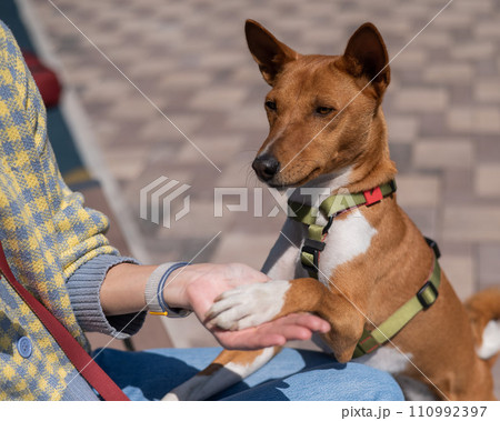 Basenji gives a paw to the mistress on a walk. African non-barking dog. 110992397