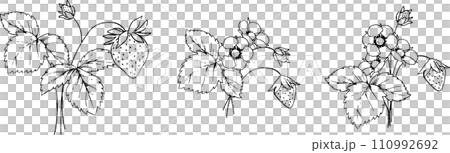 Strawberry illustration set 2 drawn with a pen Strawberry illustration set 2 drawn with a pen 110992692