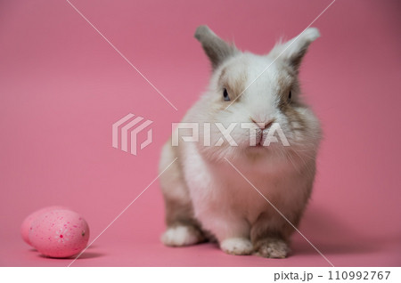 Easter Bunny on a pink background with a painted egg. Easter Bunny on a pink background with a painted egg. 110992767