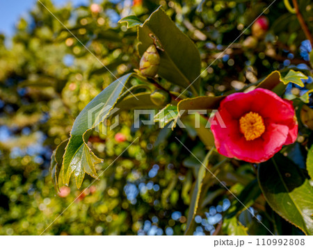 金魚葉椿(キンギョバツバキ)の葉 【葉の先端が金魚の尾ひれのように分かれる珍しい品種】 金魚葉椿(キンギョバツバキ)の葉 【葉の先端が金魚の尾ひれのように分かれる珍しい品種】 110992808