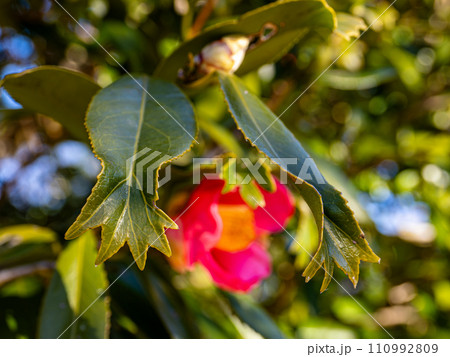 金魚葉椿（キンギョバツバキ）の葉　【葉の先端が金魚の尾ひれのように分かれる珍しい品種】 110992809