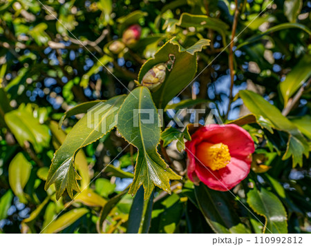 金魚葉椿(キンギョバツバキ)の葉 【葉の先端が金魚の尾ひれのように分かれる珍しい品種】 金魚葉椿(キンギョバツバキ)の葉 【葉の先端が金魚の尾ひれのように分かれる珍しい品種】 110992812