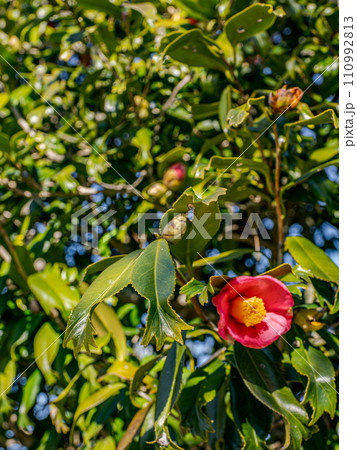 金魚葉椿（キンギョバツバキ）の葉　【葉の先端が金魚の尾ひれのように分かれる珍しい品種】 110992813