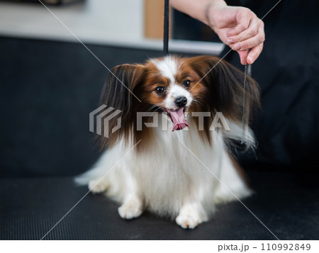 Caucasian woman combing a dog. Papillon Continental Spaniel with tongue hanging out at grooming.  110992849