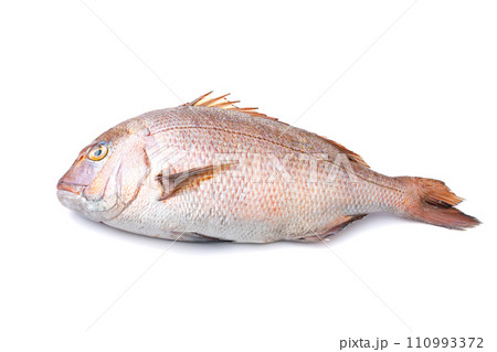 真鯛　タイ　鮮魚 110993372