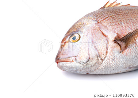 真鯛 タイ 鮮魚 真鯛 タイ 鮮魚 110993376