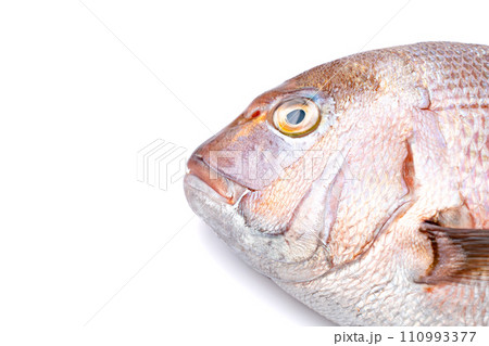 真鯛 タイ 鮮魚 真鯛 タイ 鮮魚 110993377
