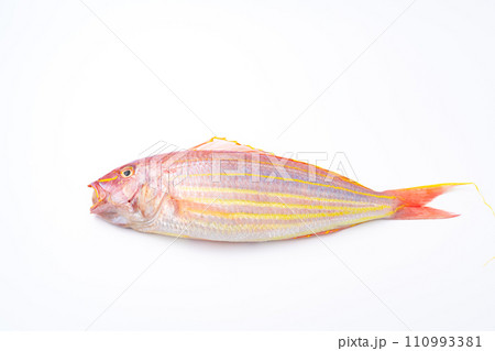 イトヨリダイ 鮮魚 イトヨリダイ 鮮魚 110993381