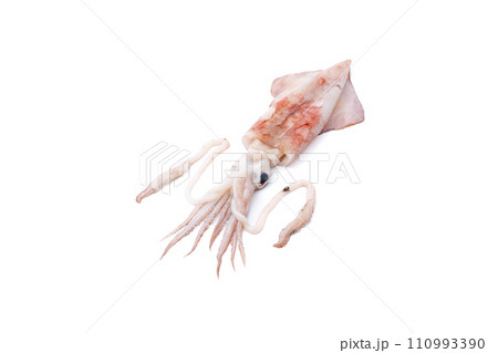 烏賊 イカ 鮮魚 烏賊 イカ 鮮魚 110993390