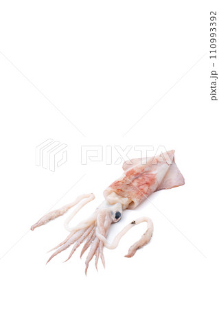 烏賊　イカ　鮮魚 110993392