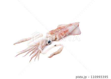 烏賊　イカ　鮮魚 110993395