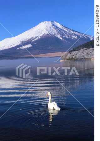山中湖畔からの富士山と白鳥 110994079