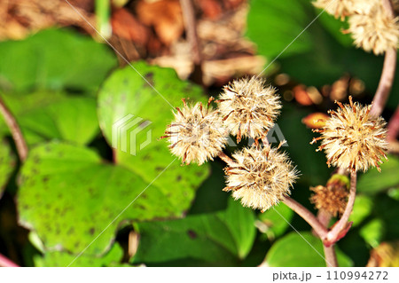 茶色いツワブキの実と種子(冬、一月) 茶色いツワブキの実と種子(冬、一月) 110994272