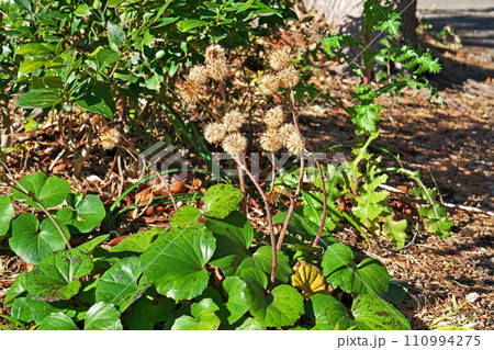 茶色いツワブキの実と種子（冬、一月） 110994275