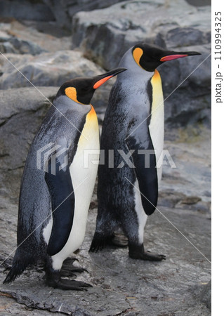 キングペンギン 110994325