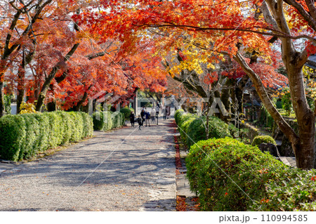滋賀県大津市坂本の西教寺　もみじ参道 110994585