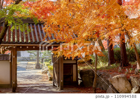 滋賀県大津市坂本の西教寺　槻坂下の紅葉 110994588