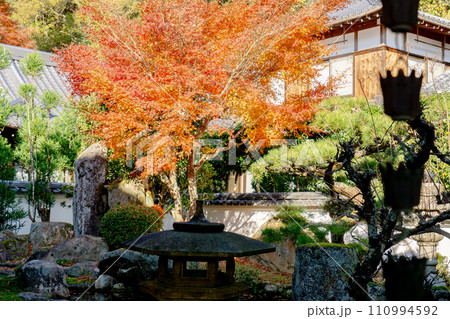 滋賀県大津市坂本の西教寺 裏書院庭園と紅葉 滋賀県大津市坂本の西教寺 裏書院庭園と紅葉 110994592