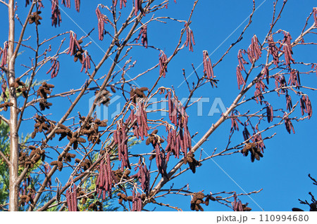 ヤマハンノキの蕾、花と実(冬、一月) ヤマハンノキの蕾、花と実(冬、一月) 110994680