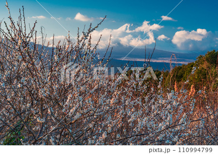 (静岡県)満開の白梅の向こうに、雲で見え隠れする富士山 夕景 (静岡県)満開の白梅の向こうに、雲で見え隠れする富士山 夕景 110994799