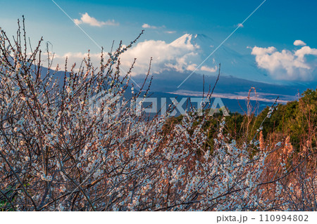(静岡県)満開の白梅の向こうに、雲で見え隠れする富士山 夕景 (静岡県)満開の白梅の向こうに、雲で見え隠れする富士山 夕景 110994802