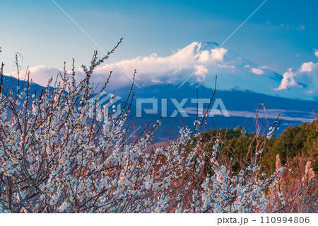 (静岡県)満開の白梅の向こうに、雲で見え隠れする富士山 夕景 (静岡県)満開の白梅の向こうに、雲で見え隠れする富士山 夕景 110994806
