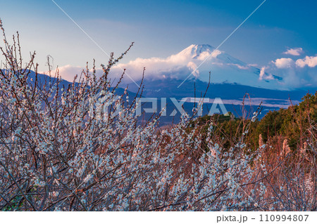 (静岡県)満開の白梅の向こうに、雲で見え隠れする富士山 夕景 (静岡県)満開の白梅の向こうに、雲で見え隠れする富士山 夕景 110994807