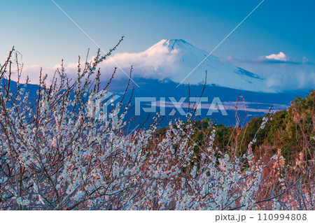 (静岡県)満開の白梅の向こうに、雲で見え隠れする富士山 夕景 (静岡県)満開の白梅の向こうに、雲で見え隠れする富士山 夕景 110994808