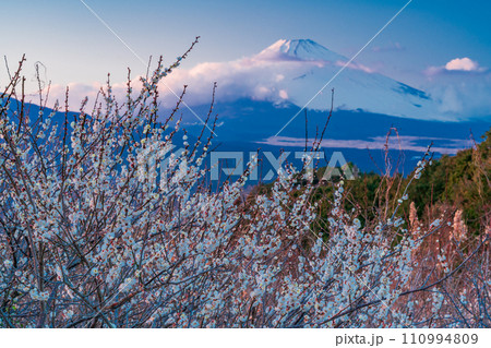 (静岡県)満開の白梅の向こうに、雲で見え隠れする富士山 夕景 (静岡県)満開の白梅の向こうに、雲で見え隠れする富士山 夕景 110994809