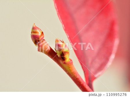 ブルーベリーの蕾と紅葉 ブルーベリーの蕾と紅葉 110995276