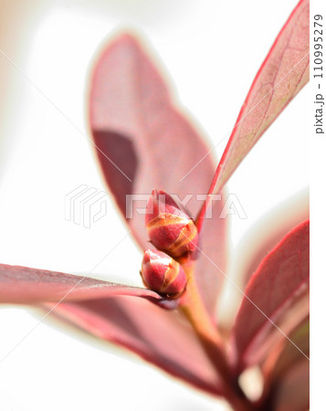 ブルーベリーの蕾と紅葉 110995279