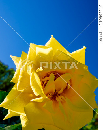 青空に映える黄色い薔薇の花 青空に映える黄色い薔薇の花 110995516